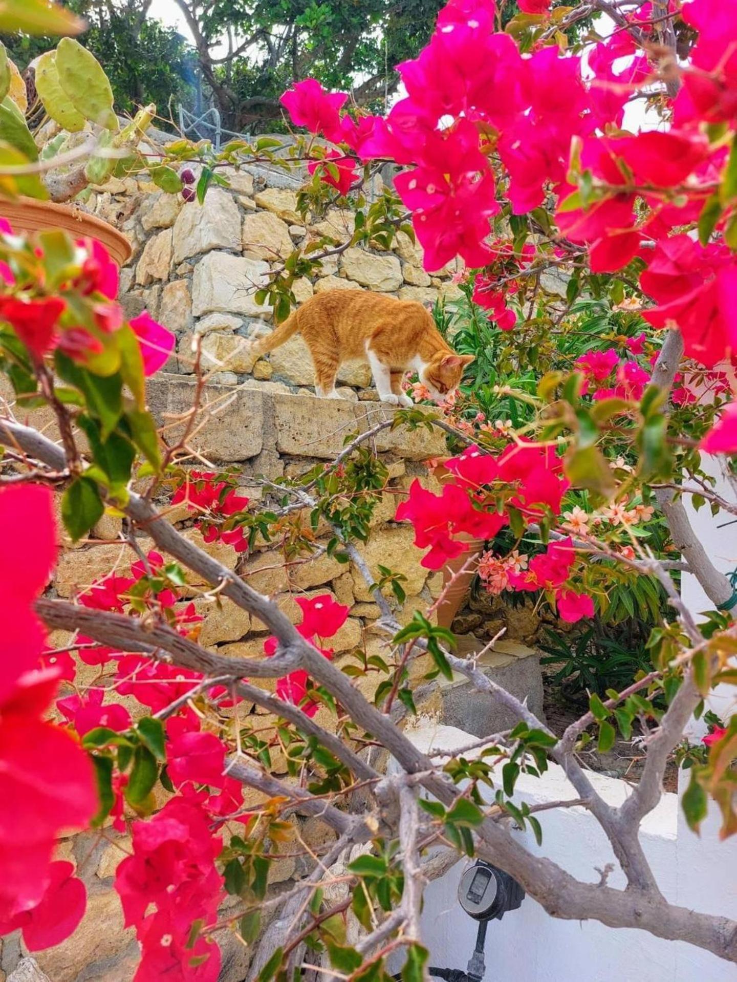 Tranquil Villa With Sea View In Ammopi Karpathos Amoopi Buitenkant foto